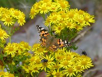 The painted ladies were busy with their work